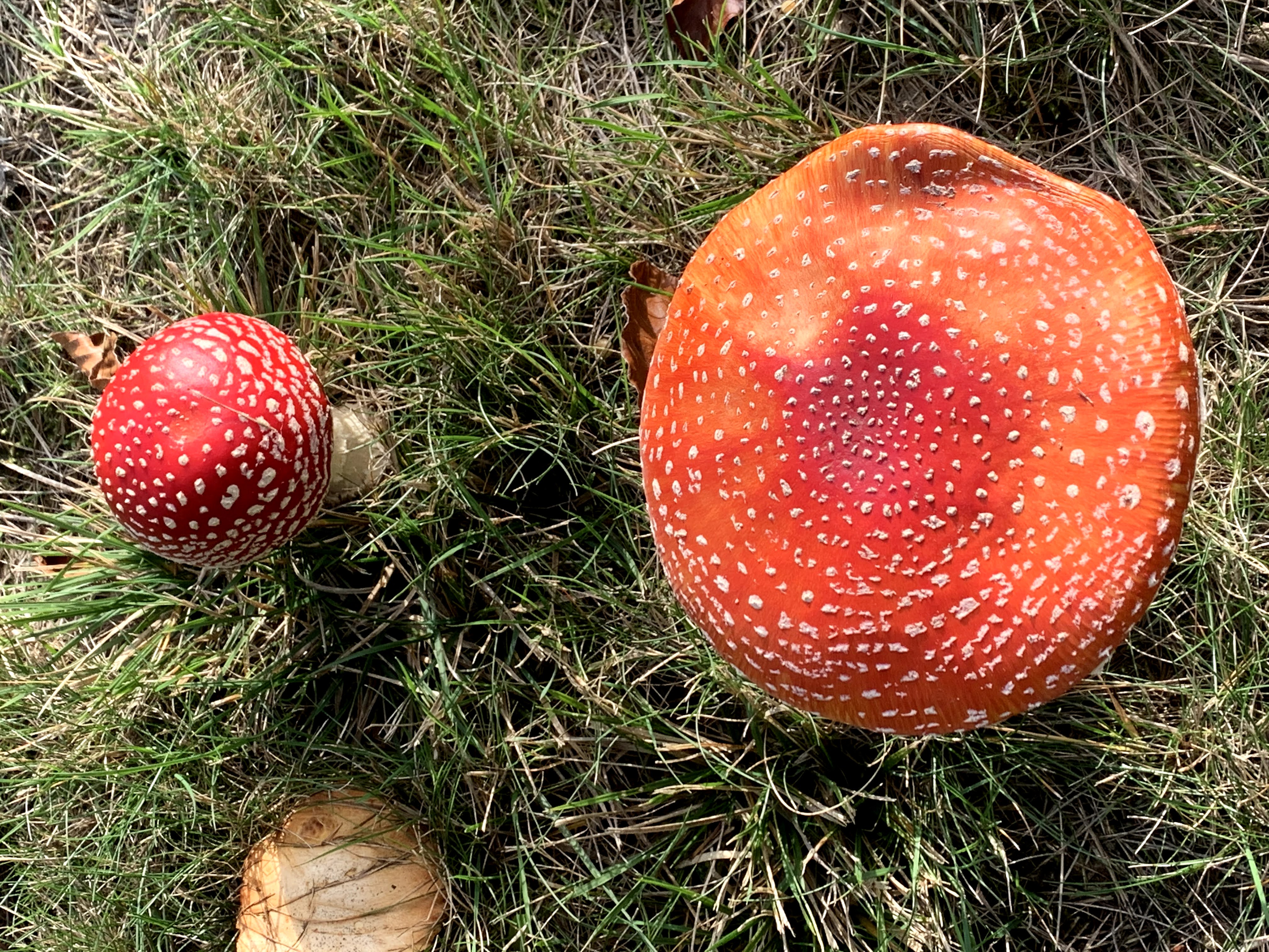 red_mushroom