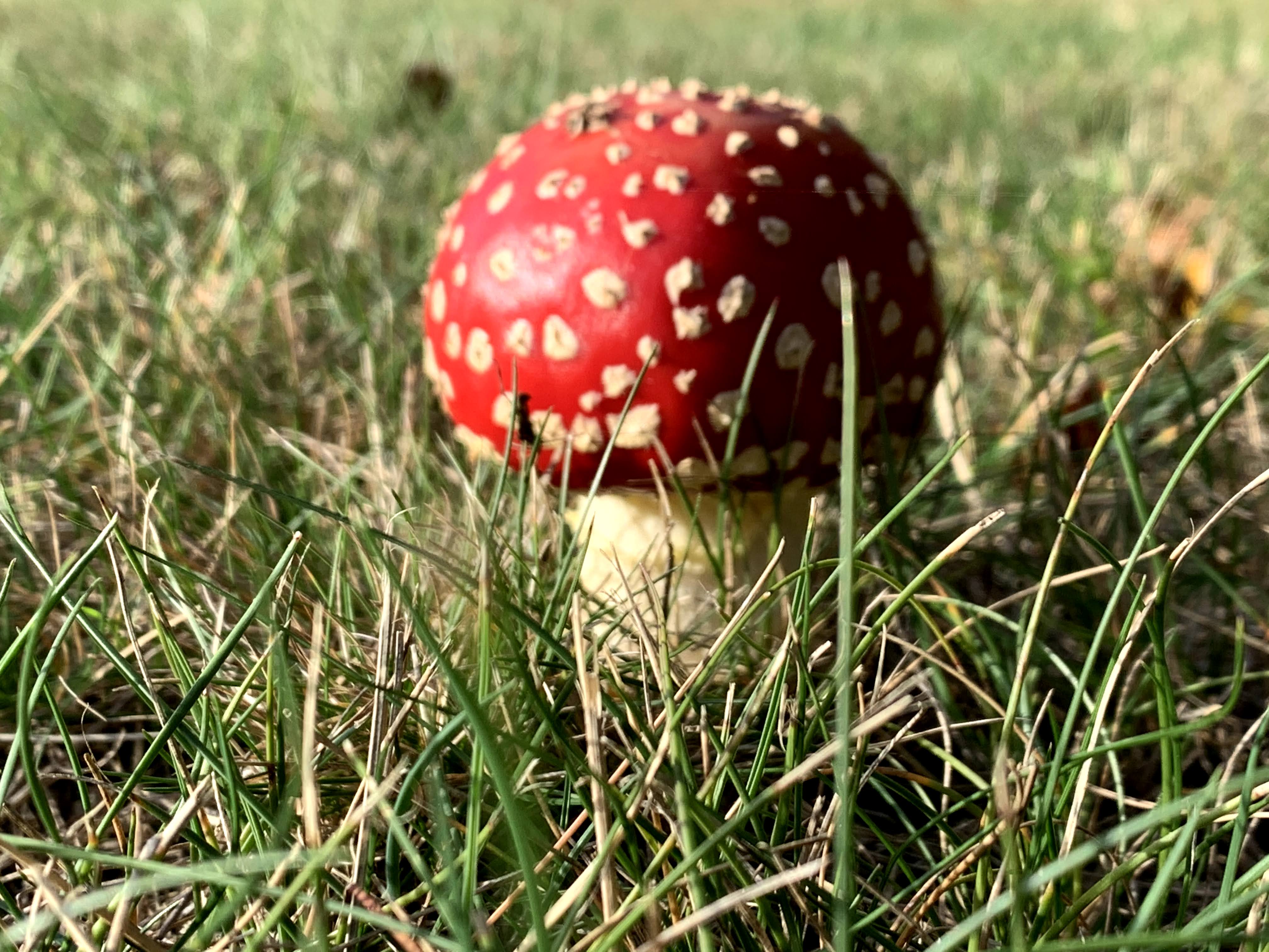 red_mushroom1